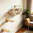 Cat Wall Climbing Steps with Hammock