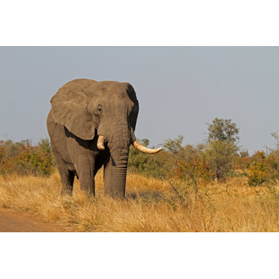 Elephant Bull - Wrapped Canvas Print