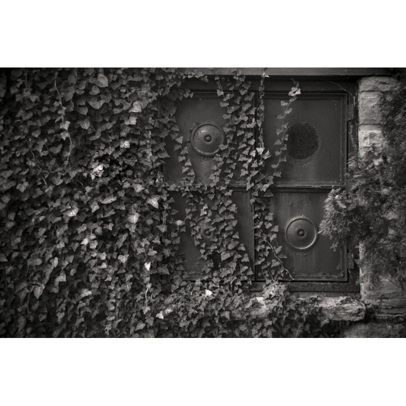 Ivy Wall - Wrapped Canvas Art Prints, 30cm H x 46cm W