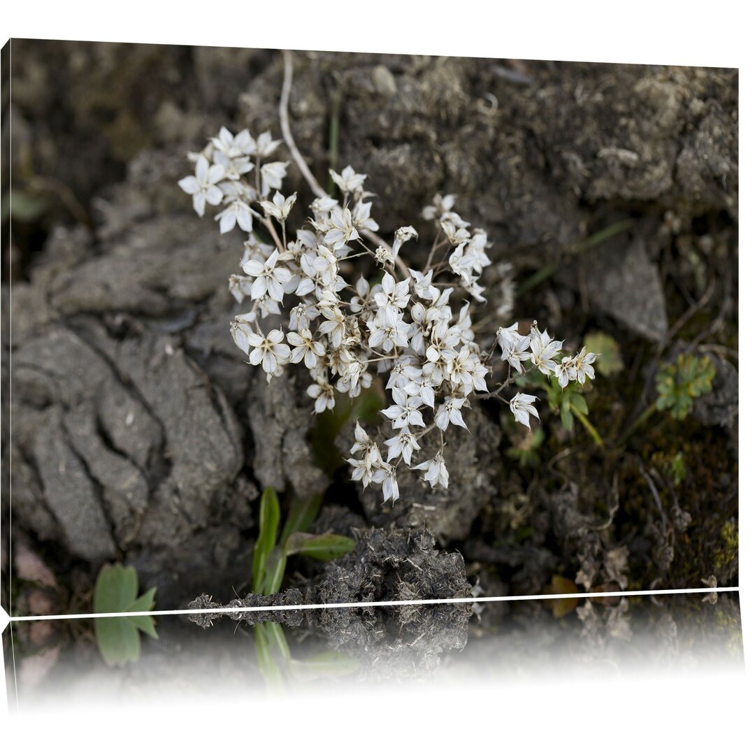 Leinwandbild Kleine weiße Sternblumen