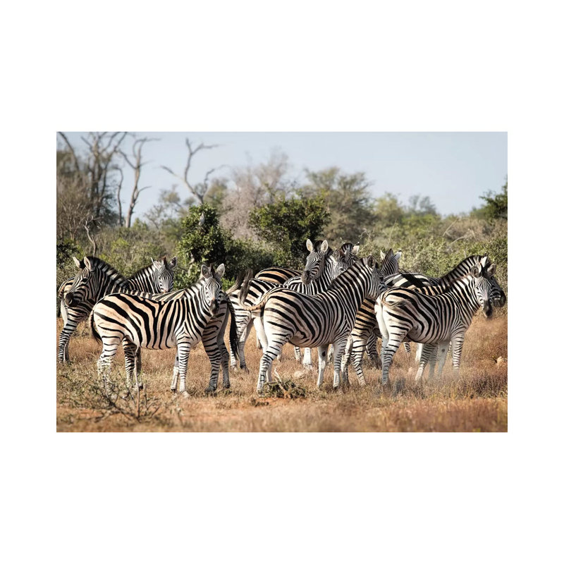 Zebra Dazzle by MScottPhotography - Wrapped Canvas Print, 101.6 cm H x 66.04 cm W x 1.91 cm D