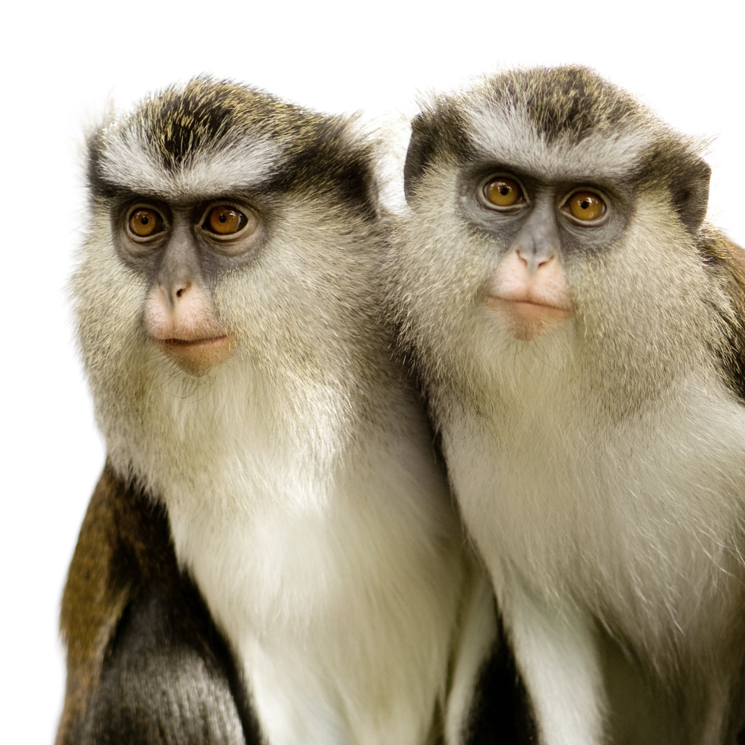 Cercopithecus Mona - Leinwandbild