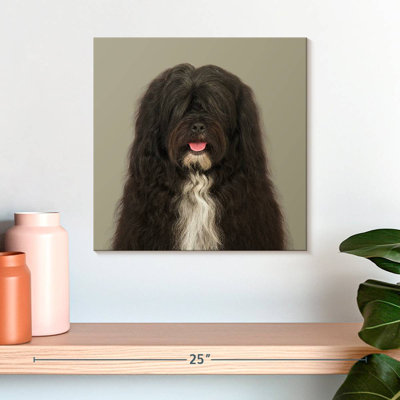 Brampt Jarjar The Tibetan Terrier