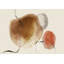 Deshonta Vinyl Machine Printed Area Rug-1000572727
