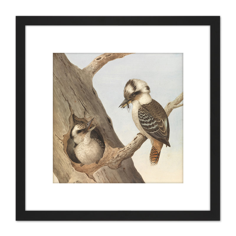 Neville Hp Cayley Laughing Kookaburra Cropped - Single Picture Frame Painting