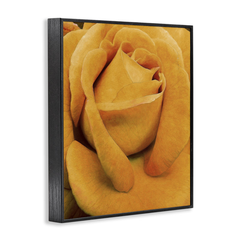 Art de la rose jaune par Alonzo Saunders bg-079, Giclée encadrée noir minuit, H 14 po x l 11 po