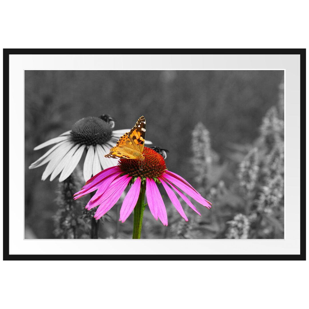 Gerahmtes Poster Schmetterling auf Kornblume