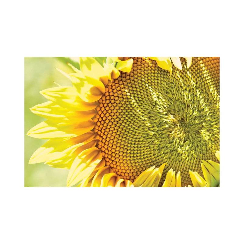 Dreamy Summer Sunflowers V by Olivia Joy StClaire - Wrapped Canvas Print, 20.32 cm H x 30.48 cm W
