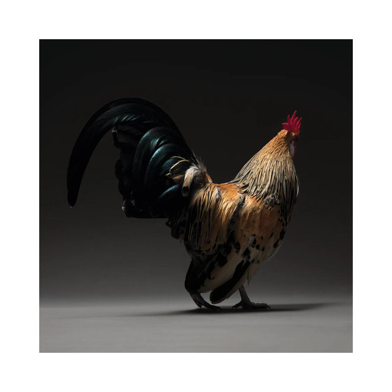 Booted Bantam - Wrapped Canvas Print, 66.04 cm H x 66.04 cm W x 1.91 cm D