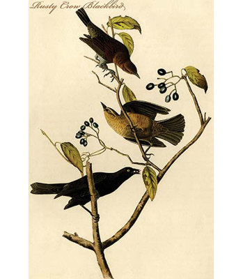 Reproduction d’art graphique sans cadre « rusty crow blackbird » par john james audubon