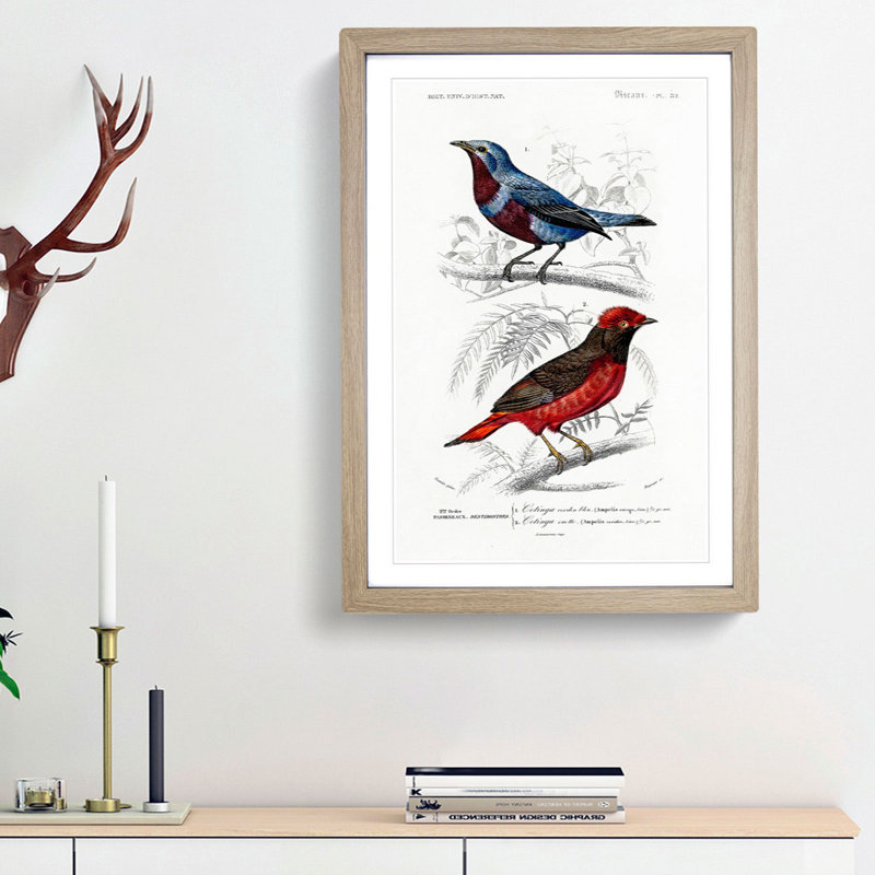 Bird Illustrations PL. 52 by Charles d Orbigny - Framed Print, Oak Framed, 33cm H x 24cm W x 2cm D
