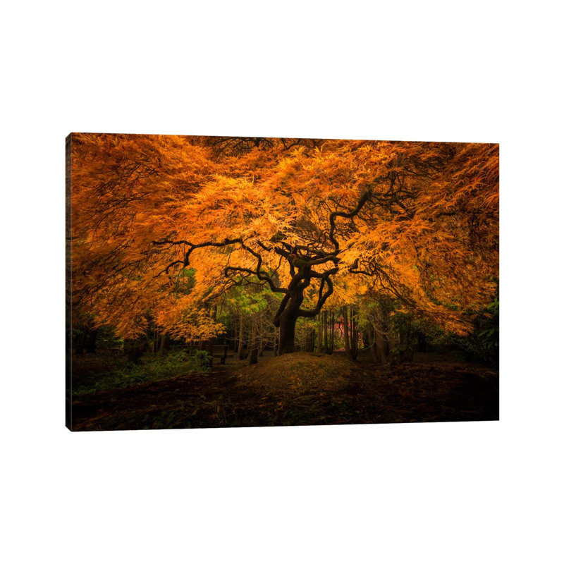Splendor, Seattle, Washington by Jim Nilsen - Wrapped Canvas Print, 20.32 cm H x 30.48 cm W