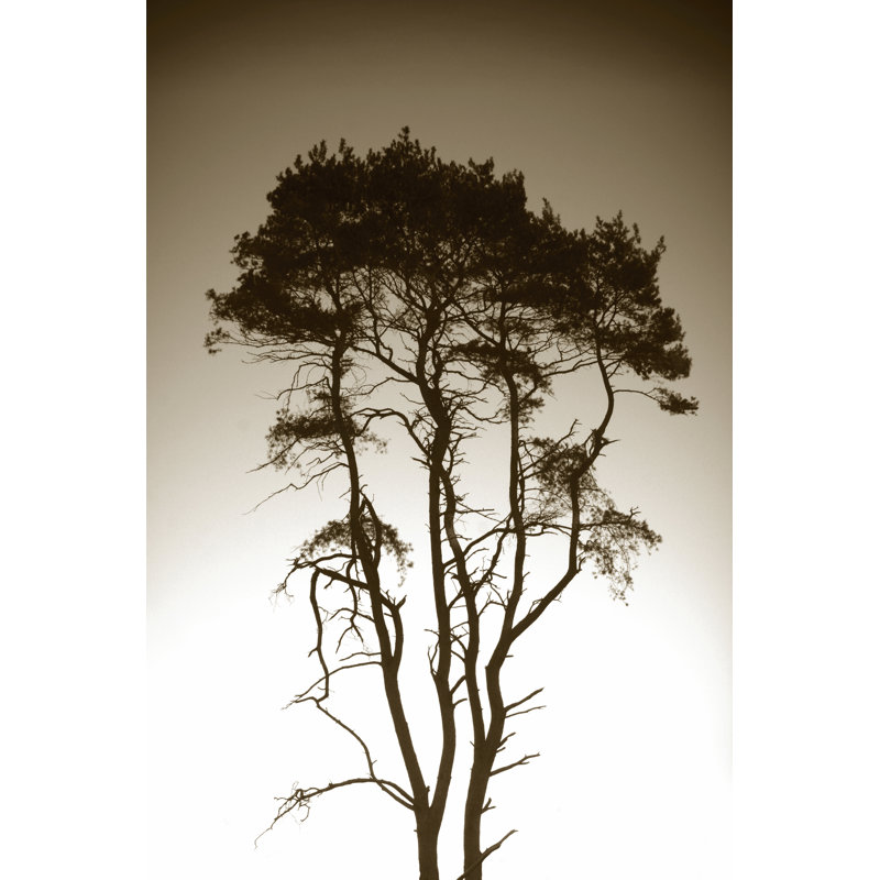 Stretch by Joe Reynolds - Wrapped Canvas Print, 46cm H x 30cm W
