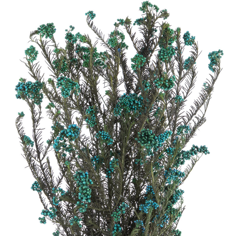 Fleur de riz entièrement naturelle 16 po, conservée 4,25 oz, Bleu