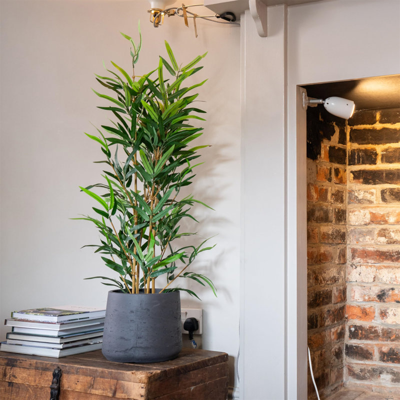 95cm Plant