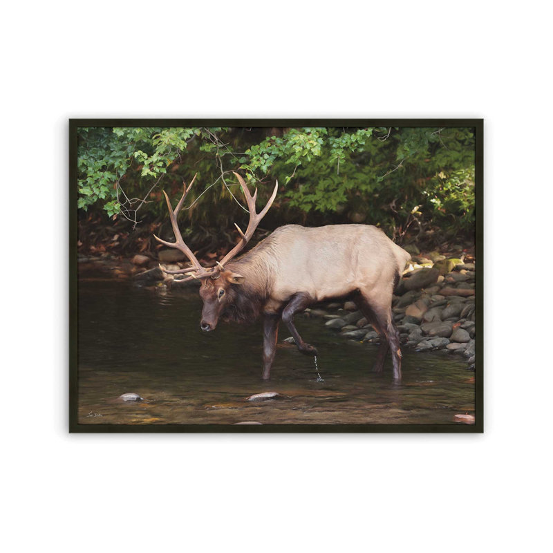 «Cherokee Elk II» par Lori Deiter, reproduction d'art, L 48 x H 36, Noir, Impression encadrée