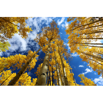 Gold Yellow Aspen Forest In Autumn With Blue Sky by Sboice - Wrapped Canvas Print