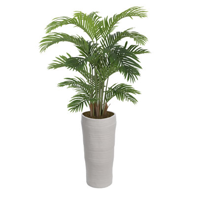 Palmier 48 po en pot
