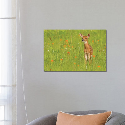 Pine County. Captive Fawn. by Jaynes Gallery - Wrapped Canvas Gallery-Wrapped Canvas Giclée