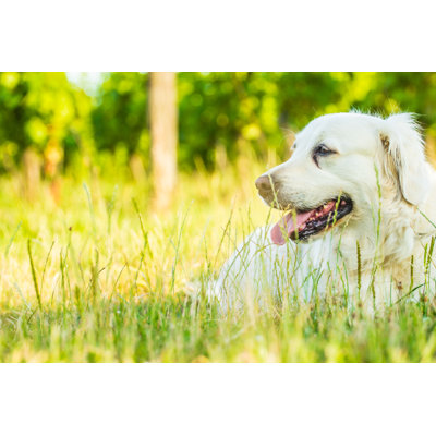 Dog by PavelPrichystal - Wrapped Canvas Print