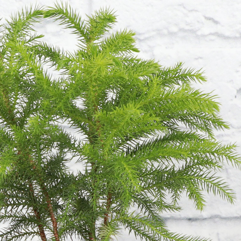 Live Norfolk Island Pine Plant In Classic Pot, Silver