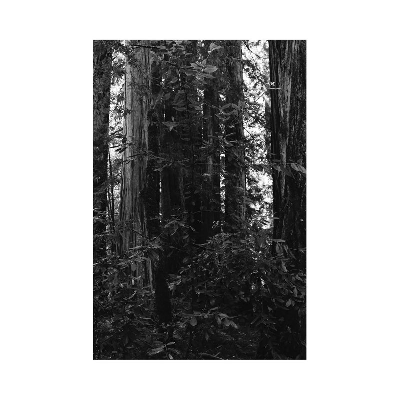 Redwood Forest VII by Bethany Young - Print on Canvas, 152.4cm H x 101.6cm W x 3.81cm D, Wrapped Canvas