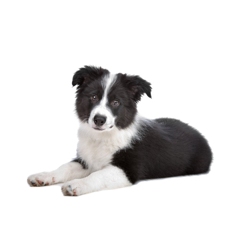 Border Collie Puppy - Wrapped Canvas Print, 61cm H x 91cm W x 3.8cm D