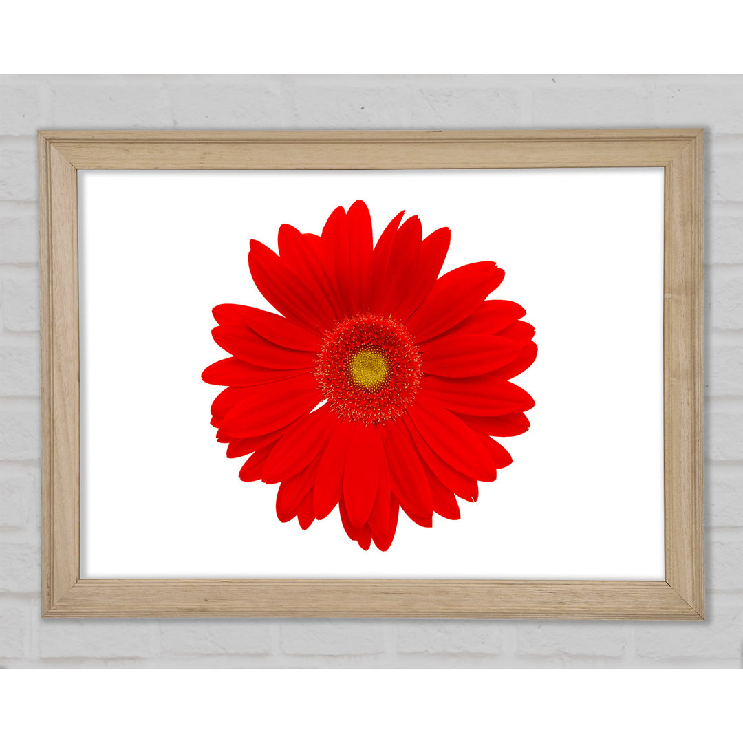 Leuchtend rote Gerbera - Druck