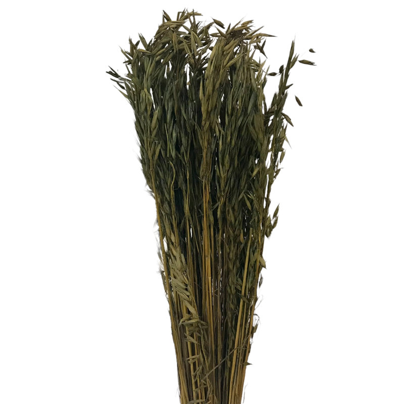 Tige d'herbe de Floride, Vert mousse