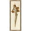 Napa Valley 1872 Herbarium IX Print
