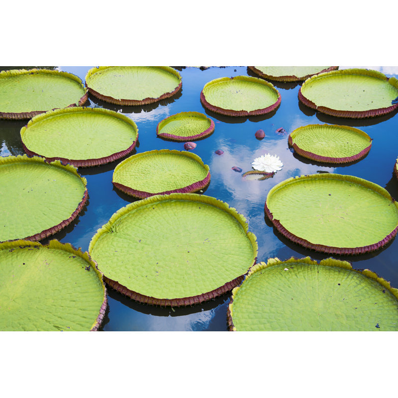 Victoria Amazonica And Vitoria Regia by Wsfurlan - No Frame Art Prints on Canvas, 51cm H x 76cm W