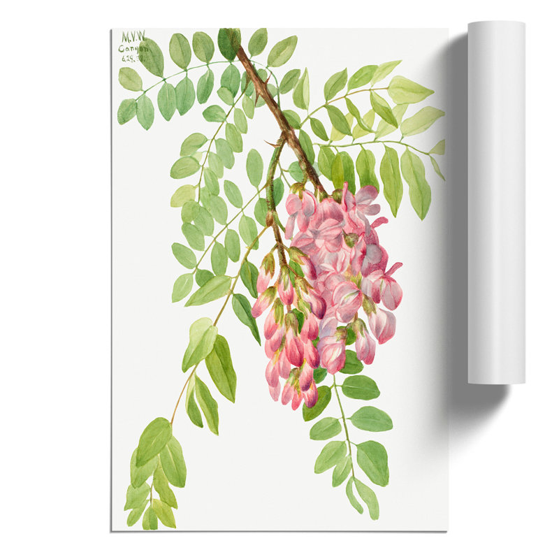 New Mexican Locust by Mary Vaux Walcott - Unframed Graphic Art, 59cm H x 42cm W x 0.1cm D