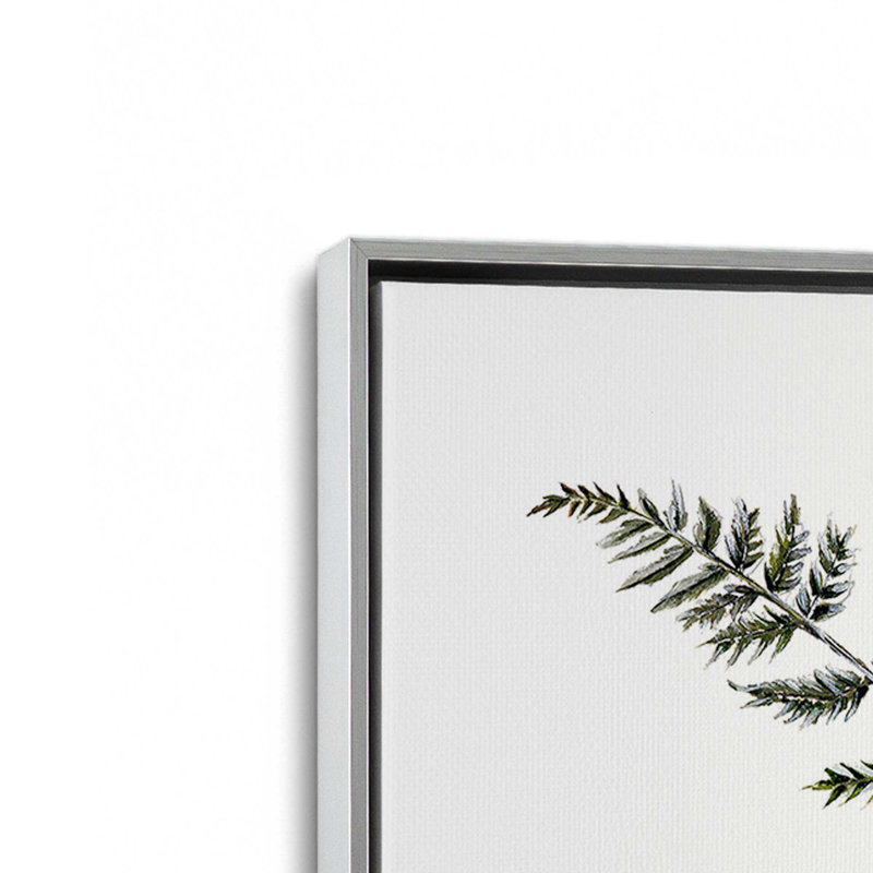 Étude de fougères paisibles par Dollybirds, estampe, 18.75" H x 12.75" W, Toile avec cadre en chrome poli