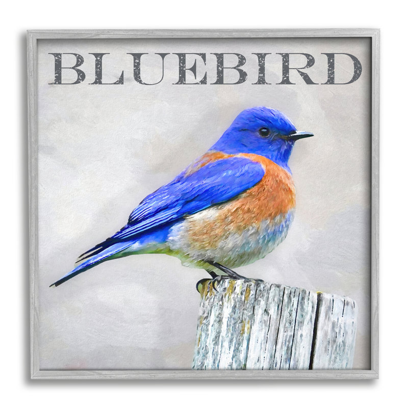 Oiseau bleu vif debout sur un bouleau, texte rustique par atelier Alpenglow, L 17 po x H 17 po, Estampe numérique Farmhouse