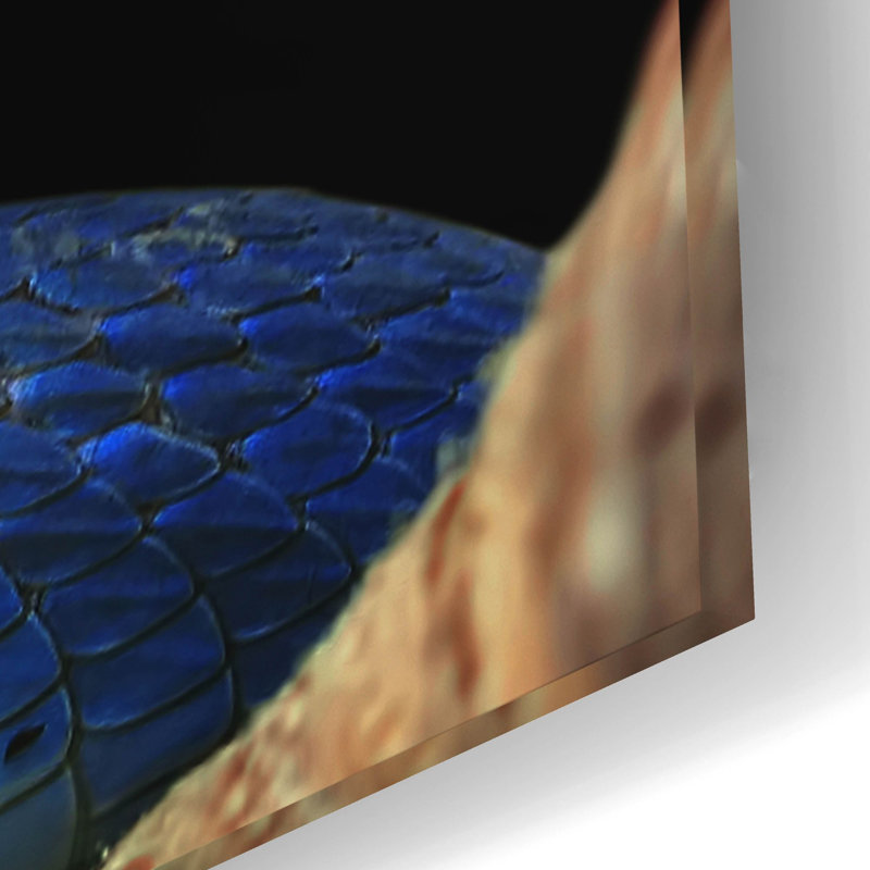 «Blue Viper Snake» par Epic Portfolio, art mural en verre acrylique, H 16 po x l 24 po x P 0,2 po
