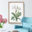 Spider Lily Flowers by Pierre-Joseph Redoute - Picture Frame Painting Print-55619735-55619736