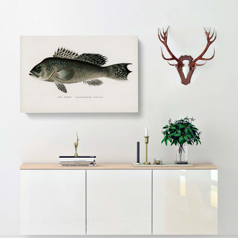 Sea Bass Fish by Sherman F. Denton - Wrapped Canvas Print, 35cm H x 50cm W x 3cm D