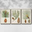 Antique Pine Cones II - 3 pièces, impression sur toile-97759061-97759065