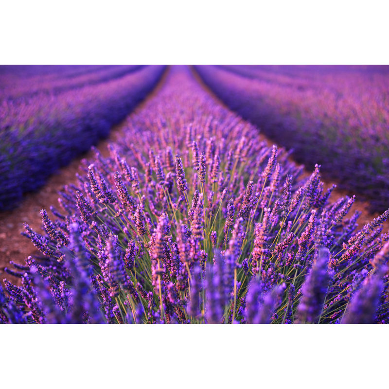 Lavender Field by Remedios - Wrapped Canvas Print, 81cm H x 122cm W x 3.8cm D