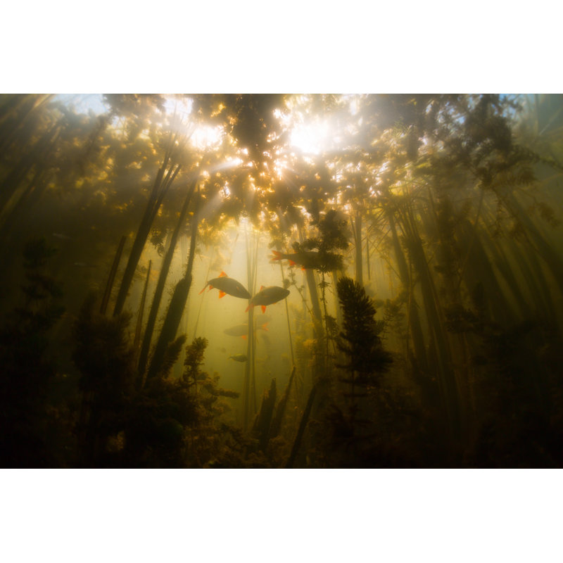 Pond And Fish by Mihtiander - Wrapped Canvas Print, 81cm H x 122cm W x 3.8cm D