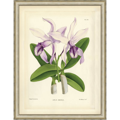 Laelia Amanda Painting