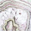 Agate, reproduction sur toile-1305120720