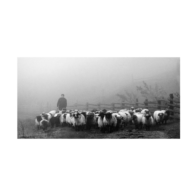 Art sur toile transhumance Sveduneac Dorin Lucian, H 10 po x l 19 po