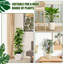 4 mâts de mousse de plastique de 24 pouces pour Monstera, plantes grimpantes d'intérieur, support de plantes empilables, grandes mâts en forme de D pour plantes grimpantes fonctionnant avec de la mousse de sphaigne