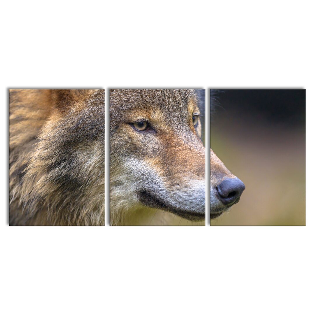 3-tlg. Leinwandbilder-Set Porträt des europäischen Wolfes