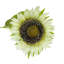 Tiges de tournesol