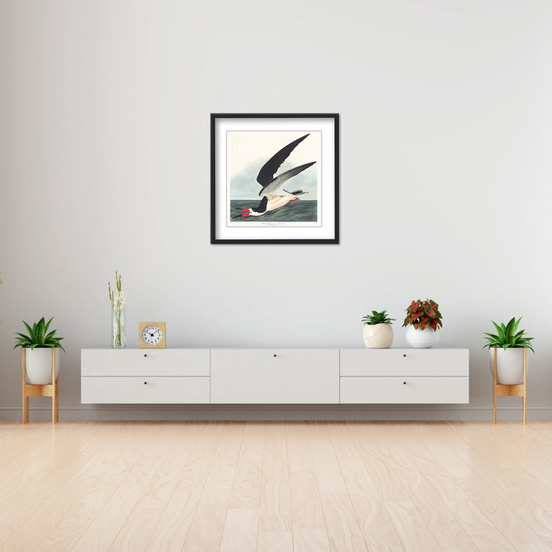 Coastal Retreat Black Skimmer From Birds Of America (1827), 48" H x 48" W