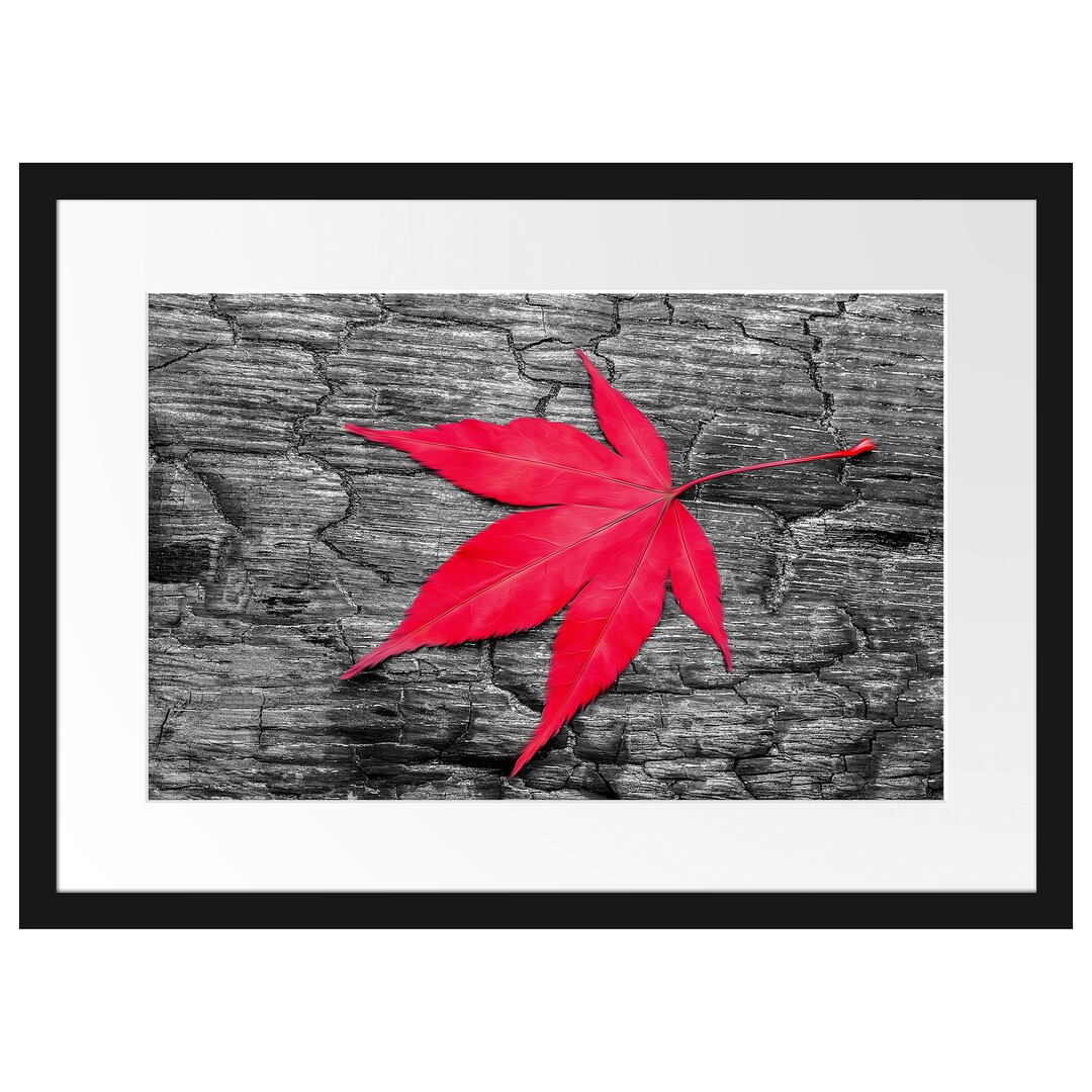 Gerahmtes Poster Rotes Ahornblatt im Herbst