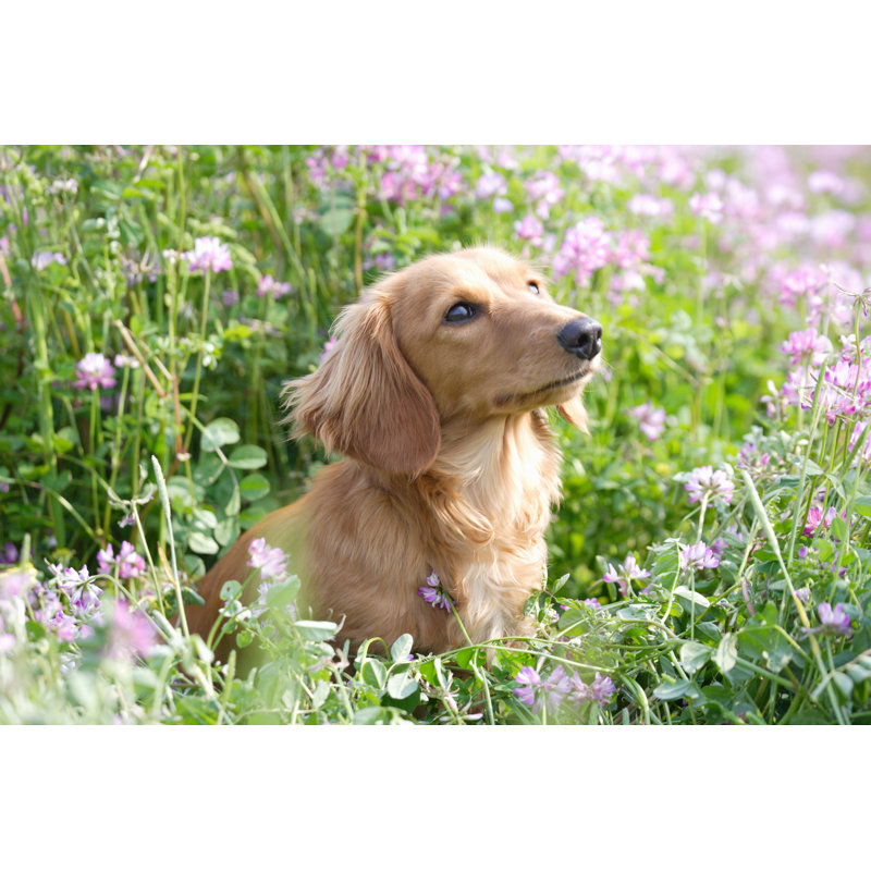Astragalus With Dogs by Gyro - Wrapped Canvas Print, 30cm H x 46cm W
