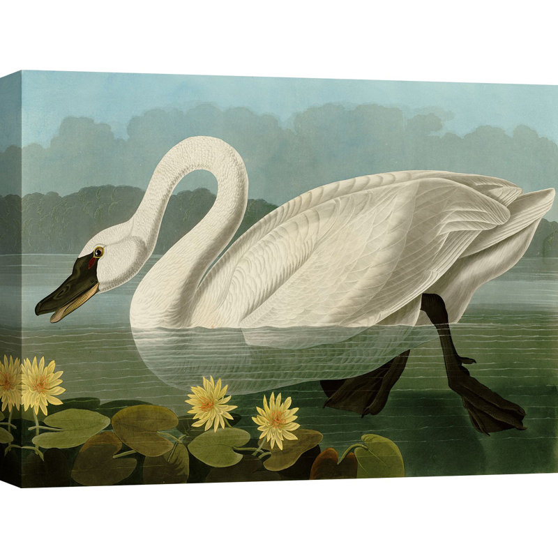 Common American Swan by John Audubon - Wrapped Canvas Painting, 70cm H x 100cm W x 4cm D